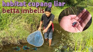 Download lagu Berburu ikan cupang alam dapet banyak mp3