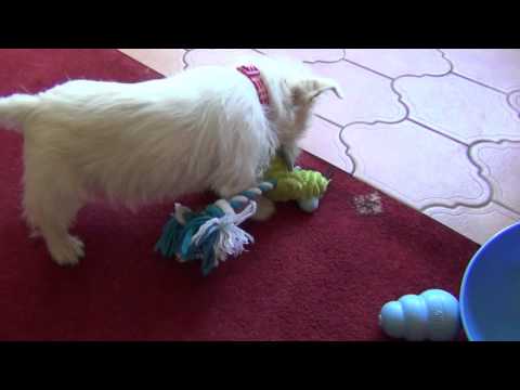 Who to attack- ducky or daddy? Choices, choices...