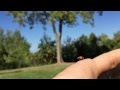 Ladybug taking flight in slow-motion