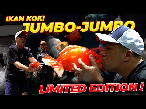 WOW.. 87 EKOR IKAN KOKI JUMBO PENUHI DUA TANK BESAR DEHAKIMS..!!