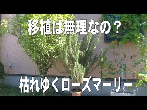 地中海の自然を尊重しながら、鉢植えや庭で持続可能なローズマリーを維持する方法  庭園