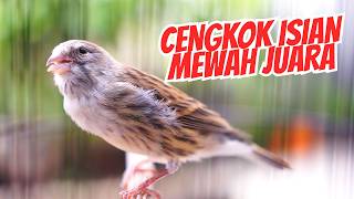 Download lagu CENGKOK ISIAN MEWAH FAVORITE JURI! MASTERAN KENARI ISIAN BLACKTHROAT GACOR SUARA JERNIH MERDU mp3