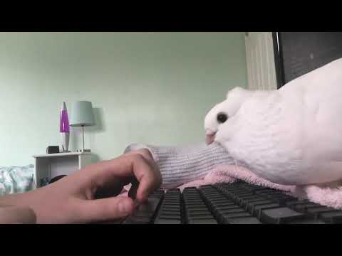 What it's like to have a pet pigeon