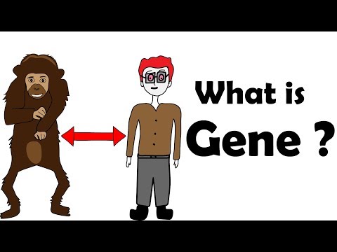 What is a gene ?