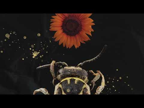 Video thumbnail for Sunrise To Sunset