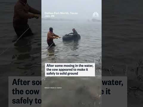 Texas ranchers rescue cow from freezing water