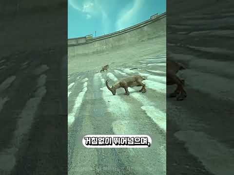 4000m 절벽에서 산양을 먹고 싶었던 호랑이의 최후