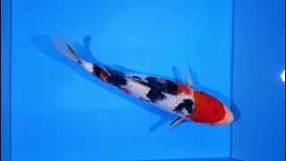 video van Sanke SA-V25-10274