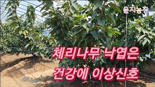 체리나무 내년을 위한 관리작업