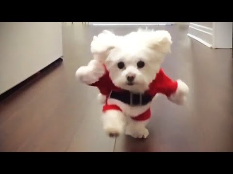 download lagu mp3 mp4 Dog Costumes, download lagu Dog Costumes gratis, unduh video klip Dog Costumes