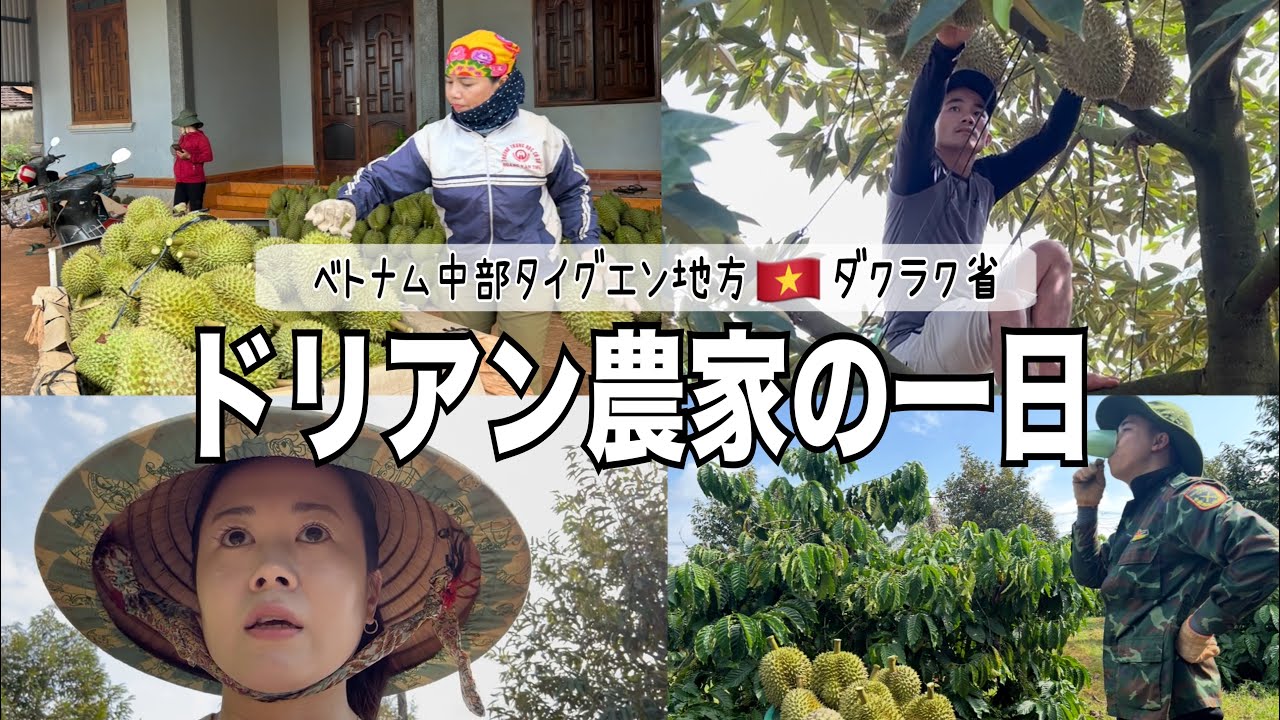 夫の実家が営むドリアン農園でドリアン収穫一日密着【日越結婚】ベトナム生活｜国際結婚｜農家｜