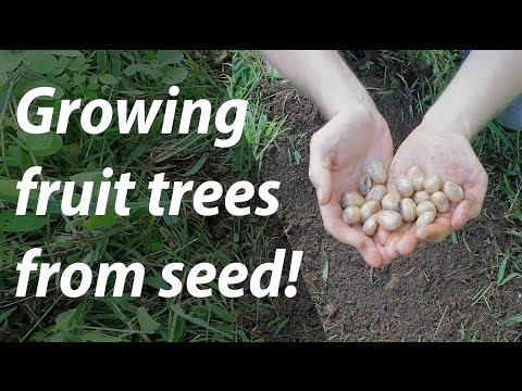 Growing fruit trees from seed