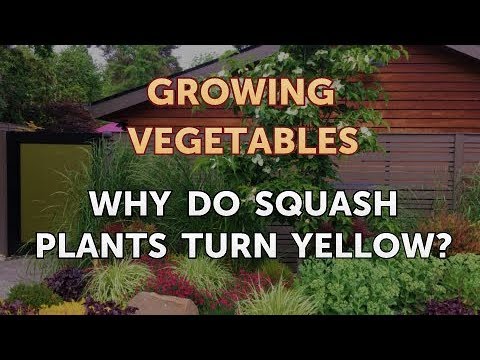 When to Pick Hungarian Hot Wax Peppers