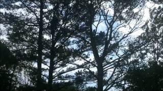 leeland - new creation