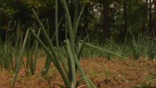 Virginia Farm Bureau - Volunteer Farm Needs Help