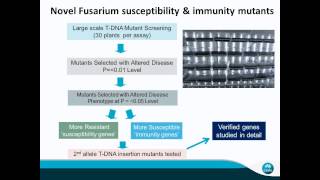 What we know and don't know about Fusarium pathogens