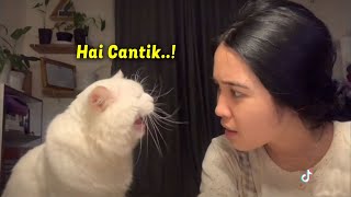 Download lagu THE MOMENT WHEN A CAT WOMEN FOOLS A BEAUTIFUL GIRL WITH A VERY SLUTTY VOICE ~ Funny Cats That Wil... mp3 Download lagu THE MOMENT WHEN A CAT WOMEN FOOLS A BEAUTIFUL GIRL WITH A VERY SLUTTY VOICE ~ Funny Cats That Wil... mp3