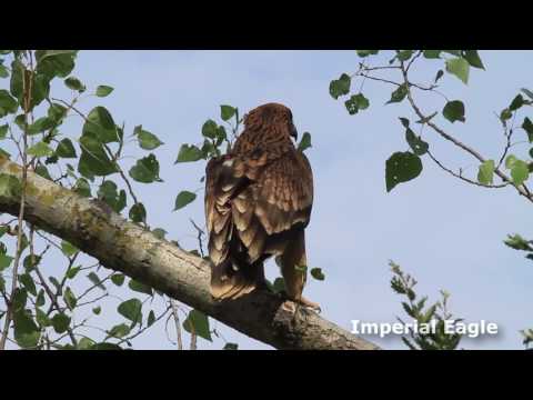 Birding tours in Slovakia with Ecotours Wildlife Holidays