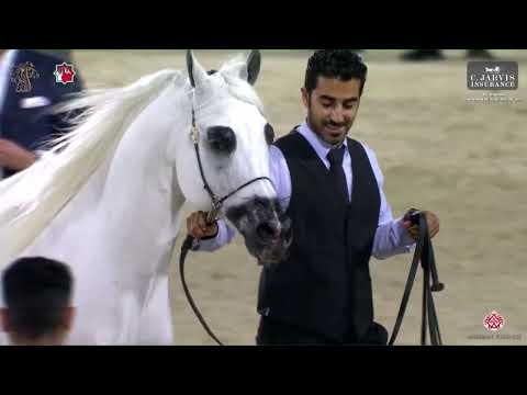 N 269 GALL OF SHANGHAI   Al Shiraa International Arabian Horse Show 2023   Stallions 4+ Years Old Cl