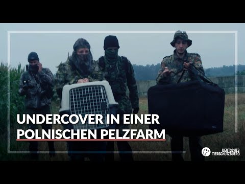 Undercover in einer polnischen Pelzfarm