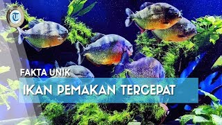Fakta Unik Piranha, Ikan Pemakan Daging Tercepat, Benarkah Dapat Menyerang Manusia?