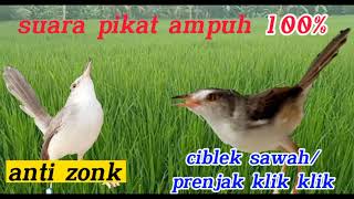 Download lagu suara pikat ciblek sawah dijamin ampuh mp3