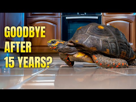 Family Pet Tortoises Given Up After More Than a Decade Of Love 
