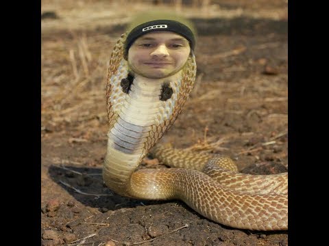 Streckenkobra Nr.1 - Stevie Schneider