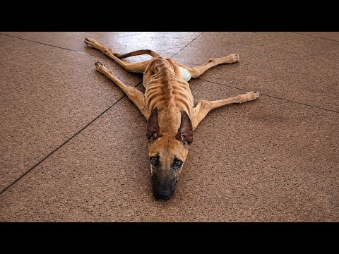 Labeled “Useless” for Years… Tears Fell the Moment He Walked Again