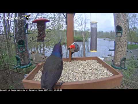 Red-bellied Woodpecker Gets Territorial Over Suet – May 1, 2017