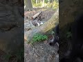 Black Cat Evicts Gray Tabby From Comfortable Spot Shorts