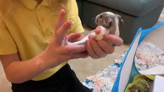 Gender check baby guinea pig