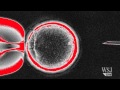 Scientists Take Step Towards Human Cloning