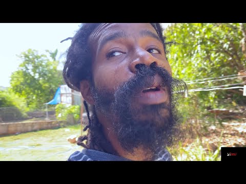 ALLSPICE: Picking And Drying Pimento