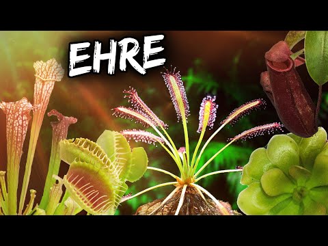 Fleischfressende Pflanzen die Ehrenmänner