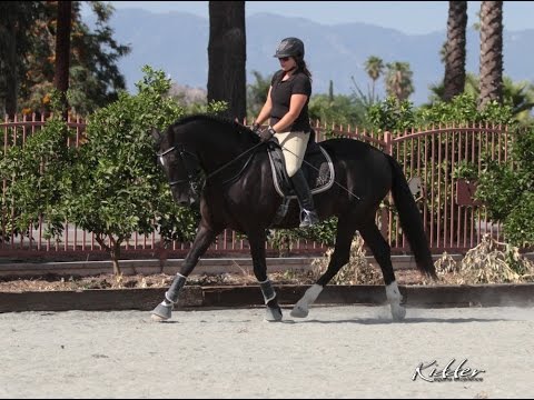 **For Sale** 16.2 Hand PRE Stallion