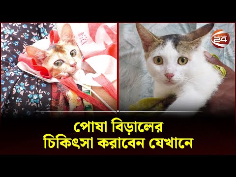পোষা বিড়ালের চিকিৎসা করাবেন যেখানে | Vet Hospital | Channel 24