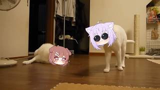 Okayu cat fight Korone dog | Animal hololive