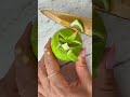 Crazy Lime Asmr Lime