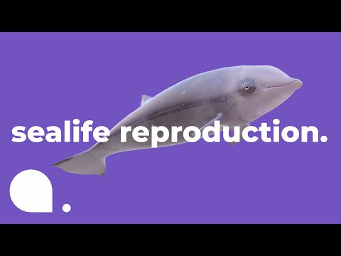 , title : 'How Fish Reproduce | Exploring the Deep Blue Ep. 5'