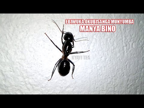 Ebiwuka Okubisanga Munyumba Manya Bino Ebikunembi Ebikunembe