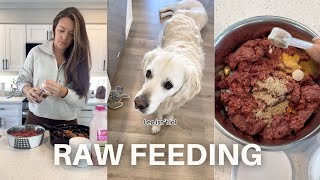 How to Raw Feed Two Golden Retrievers