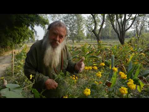 Kurkuma und andere Pflanzen in Indien