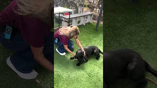 Video preview image #1 American Pit Bull Terrier-Labrador Retriever Mix Puppy For Sale in Pasadena, CA, USA