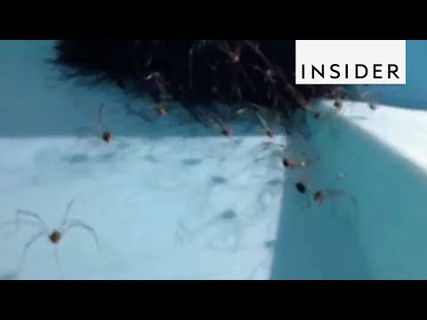 Why Daddy Longlegs Pile Into Clusters