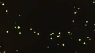 Download lagu Secawan Madu Dj Remix (GuessBass _SS) mp3 Download lagu Secawan Madu Dj Remix (GuessBass _SS) mp3