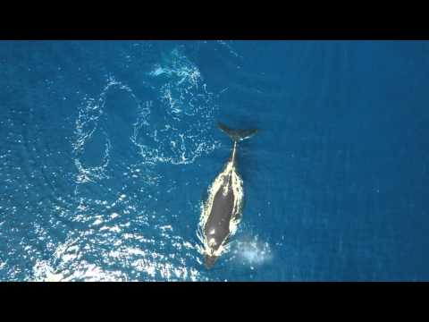 Whale Calf Playing and Breaching, Maui Hawaii, Phantom 2 Drone with GoPro 4