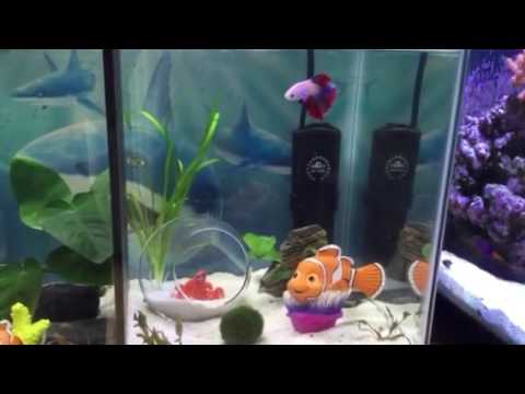 Divided 10g Betta fish tank. Finding Dory Theme.