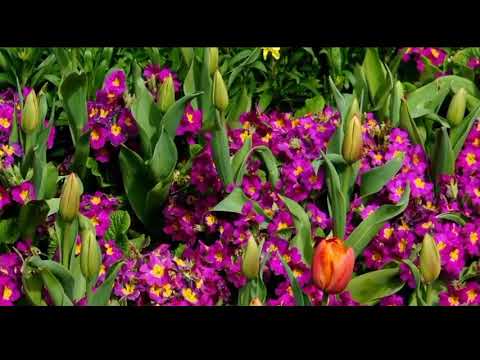 Opwekking 688 Genade zo groot