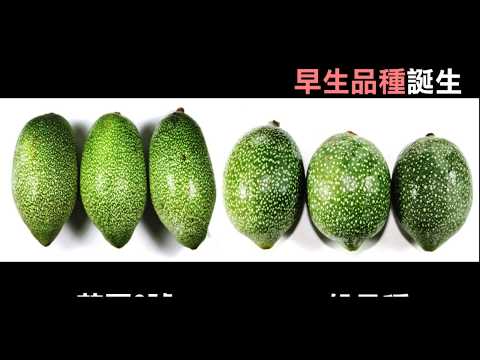 愛玉子新品種介紹影片